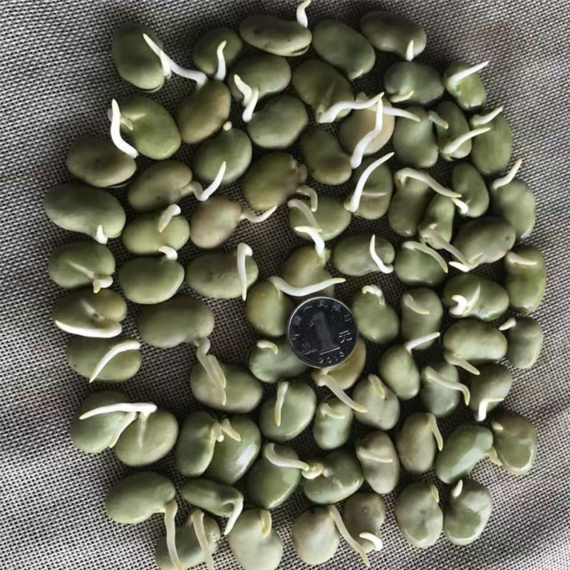 蚕豆种子七星特大蚕豆巨大号罗汉豆种籽秋冬季播种早熟耐寒胡豆籽,淘宝优惠券,粉丝福利购,淘宝优惠卷