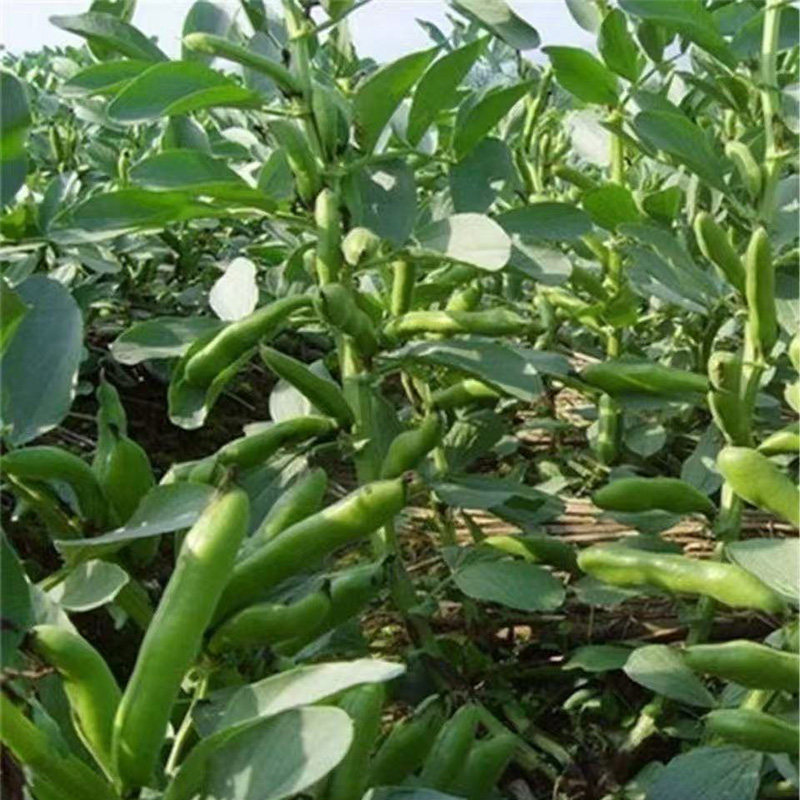 蚕豆种子七星特大蚕豆巨大号罗汉豆种籽秋冬季播种早熟耐寒胡豆籽,淘宝优惠券,粉丝福利购,淘宝优惠卷