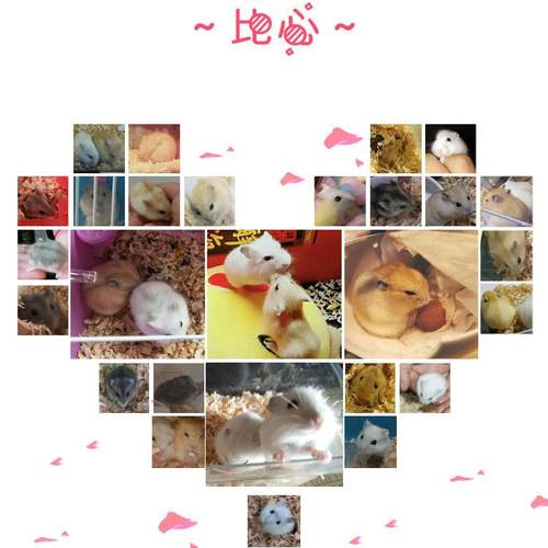 宠物金丝熊巨型活体仓鼠活物虎纹熊奶牛熊鼠宝宝学生宠物 - 图2