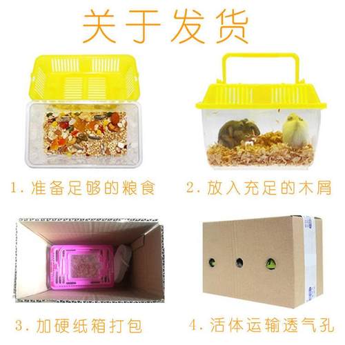 宠物金丝熊巨型活体仓鼠活物虎纹熊奶牛熊鼠宝宝学生宠物 - 图3