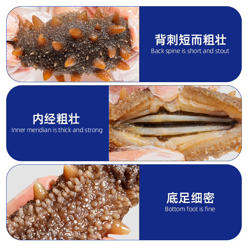 【双11特惠】即食海参 - 大连海域捕捞辽参刺参