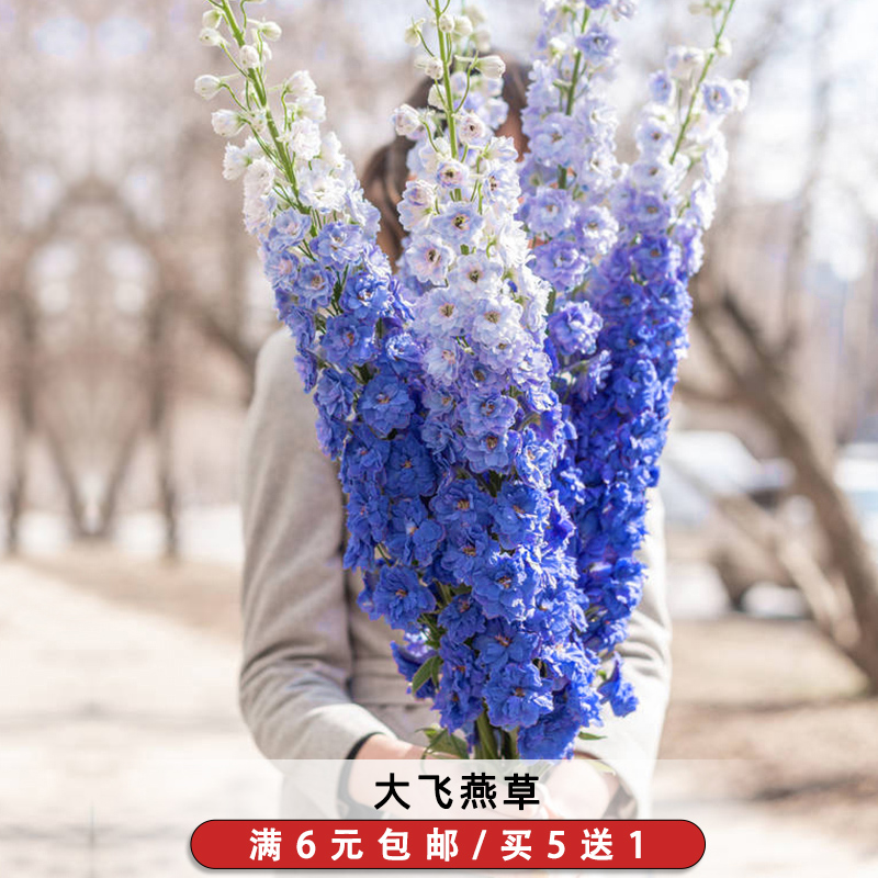 宿根飞燕草种子蓝色粉色系大花翠雀鸽子花千鸟草籽花室内外可盆栽 - 图0