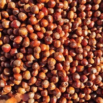 Stir-fried Raw Taste Sugar Saute Northeast Thin Peel Large Hazelnut 2023 New Stock Hazelnut Bulk Hazelnut On-demand Weighing