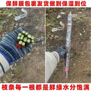 苹果嫁接枝条红富士穗条烟富8号10苹果枝条接穗鲁丽秦冠芽点 - 图0
