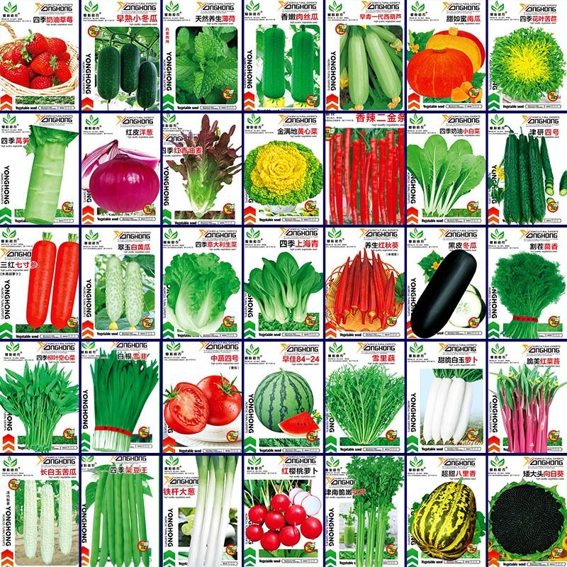 蔬菜种子四季播盆栽番茄黄瓜辣椒西瓜籽孑大全罗卜蕃茄苏州青香菜 - 图0