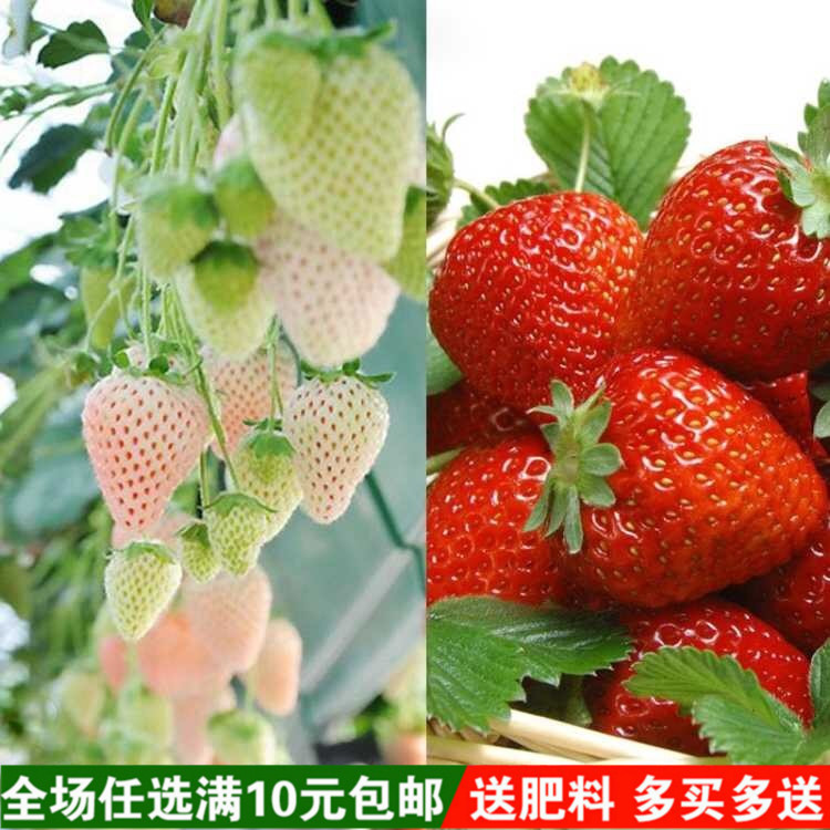 草莓种子四季播儿童种植小盆栽蔬菜 阳台种菜阳台易播种 原厂包装