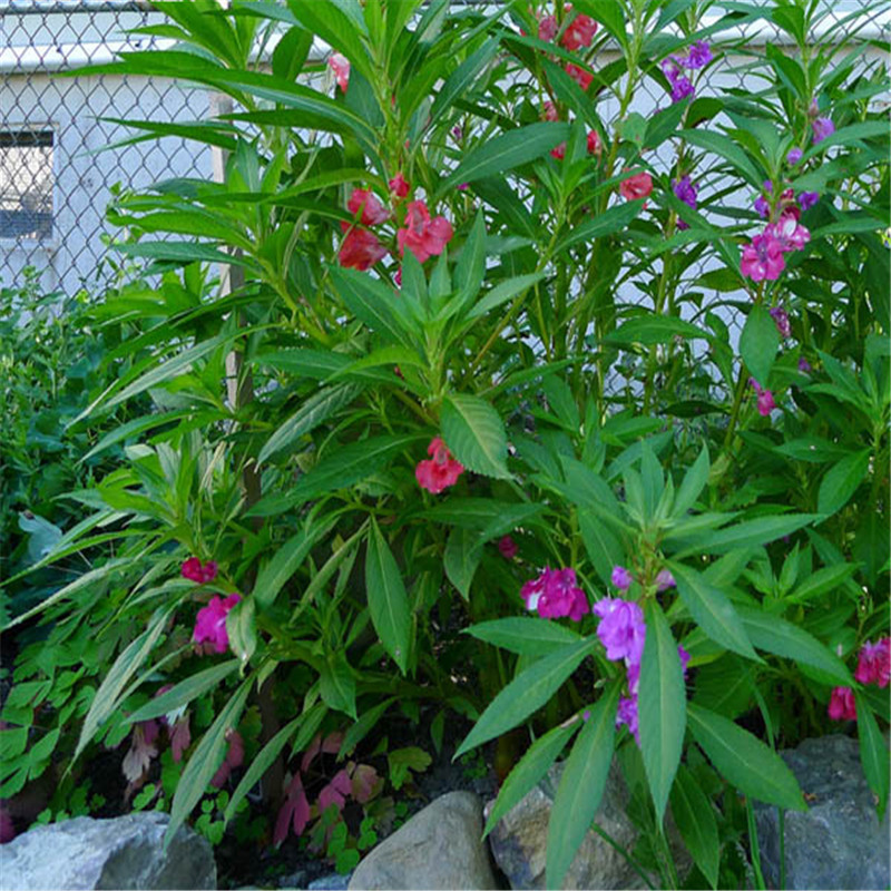 四季凤仙花种子指甲花种籽鲜花种子室内阳台盆栽易种植物凤仙花苗 - 图2