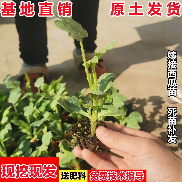 嫁接西瓜苗8424麒麟西瓜苗南方大棚春季盆栽地栽西瓜苗种植育易养-图2