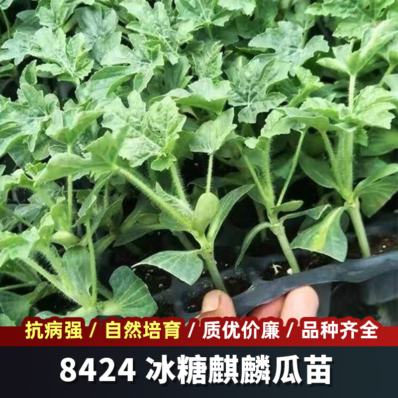 嫁接西瓜苗8424麒麟西瓜苗南方大棚春季盆栽地栽西瓜苗种植育易养-图0