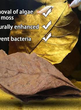 5/25/50pcs Natural Catappa Leaves Almond Leaf Fish Cleaning