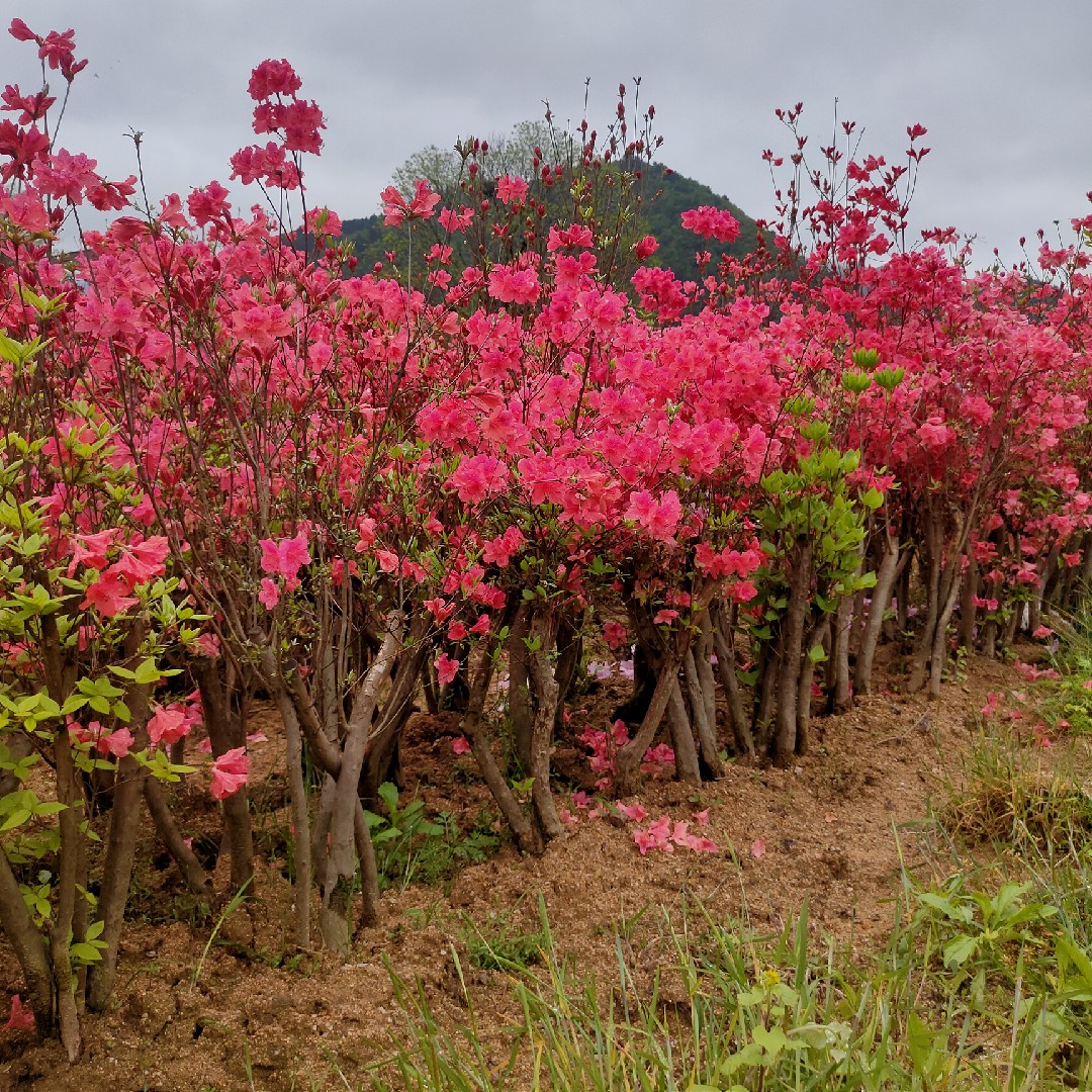 杜鹃老桩映山红盆景，移植成活多年，正宗大别山先花后叶品种 - 图1