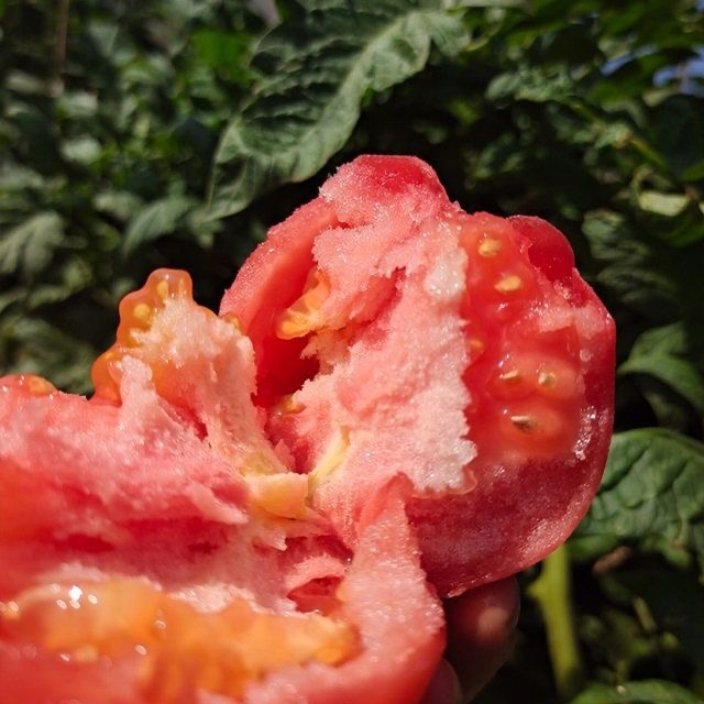 普罗旺斯西红柿苗秧苗沙瓤口感番茄苗草莓番茄苗高产四季种水果苗 - 图3