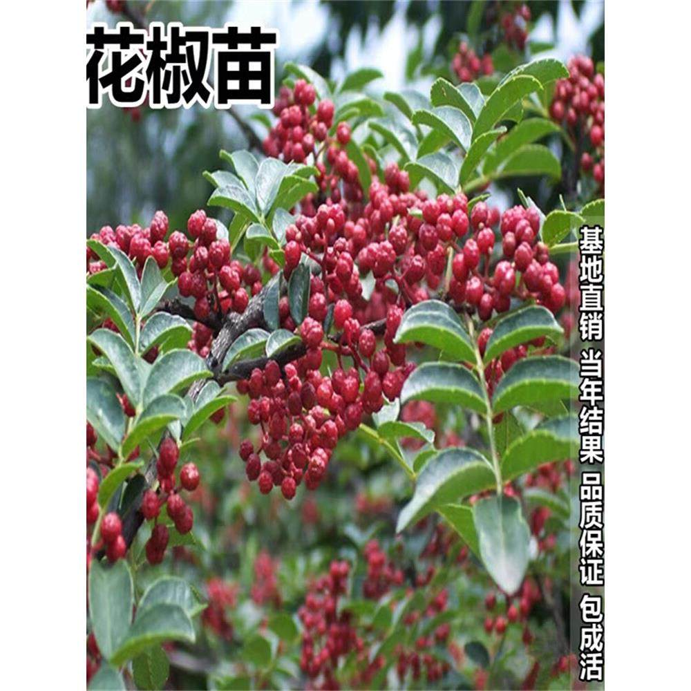 正宗四川汉源藤椒树苗青花椒椒无刺花椒绿花椒麻椒苗花椒苗树地栽 - 图1