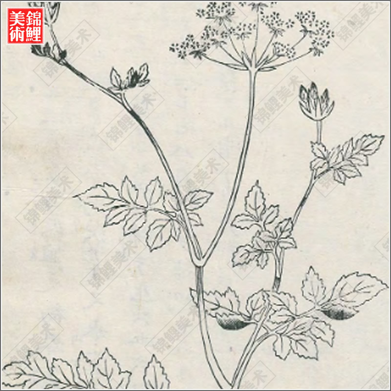 花汇.8卷.岛田充房.小野兰山.编著.1763年.高清古图纸本电子版-图1