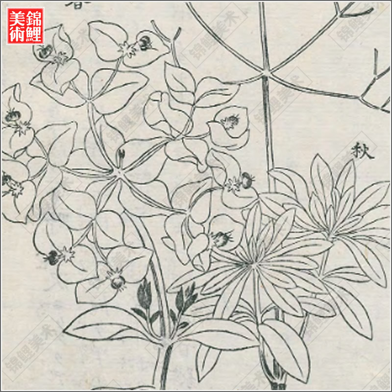 花汇.8卷.岛田充房.小野兰山.编著.1763年.高清古图纸本电子版-图2