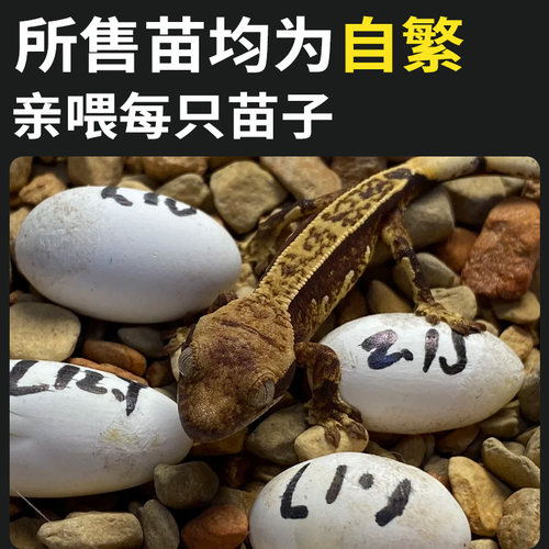 睫角守宫蜥蜴无毒网红宠物入门级爬宠活体温顺好养不咬人另类小宠 - 图1