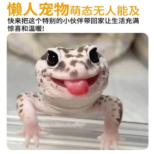 豹纹守宫蜥蜴无毒网红宠物入门级爬宠活体温顺好养不咬人另类小宠 - 图2