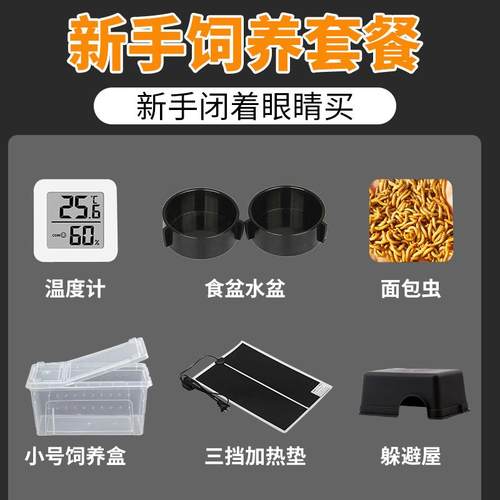 豹纹守宫蜥蜴无毒网红宠物入门级爬宠活体温顺好养不咬人另类小宠 - 图1