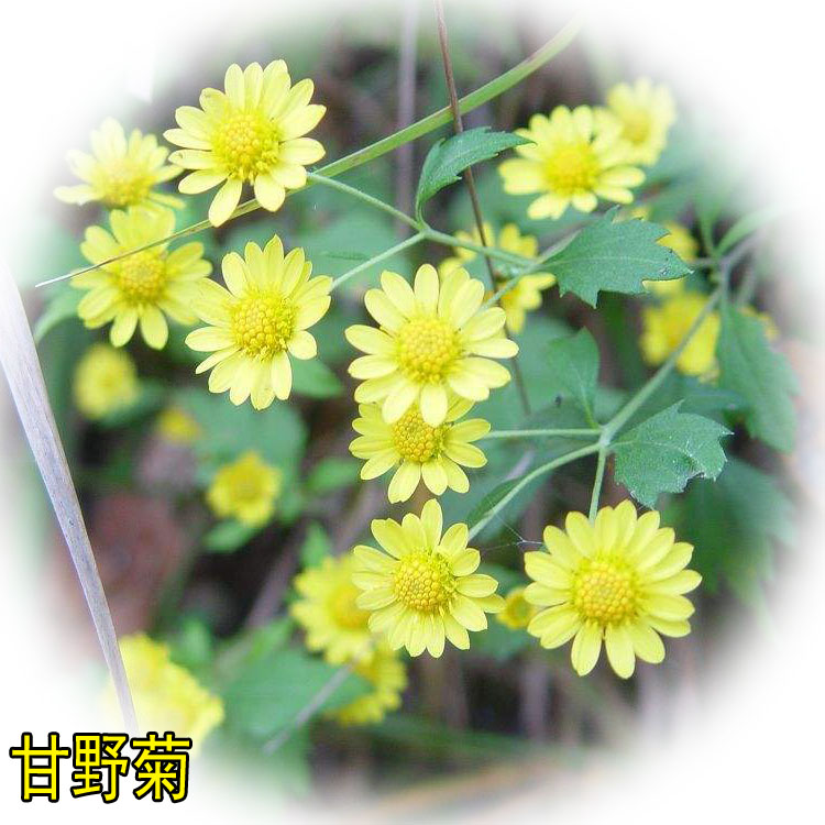 野菊花种子泡茶小菊花野生山菊花甘野菊白色黄色多年生菊花子籽-图3