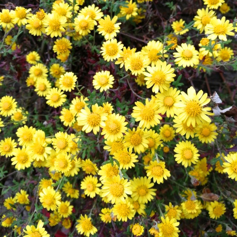 野菊花种子泡茶小菊花野生山菊花甘野菊白色黄色多年生菊花子籽-图0