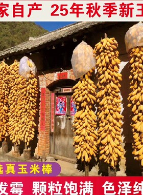 干玉米棒子带皮叶晒干真老玉米棒穗装饰农家乐幼儿园手工活动教具