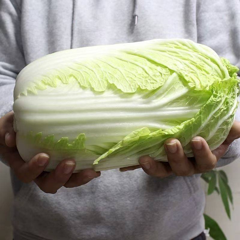 陕西新鲜大白菜新鲜蔬菜类农家青菜应季蔬菜叶菜类批发,淘宝优惠券,粉丝福利购,淘宝优惠卷