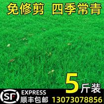 Lawn Grass Seed Care Slop Dog Tooth Root Manila All Season Evergreen Courtyard Carpet Grass Planting Green Rye Grass Peel and