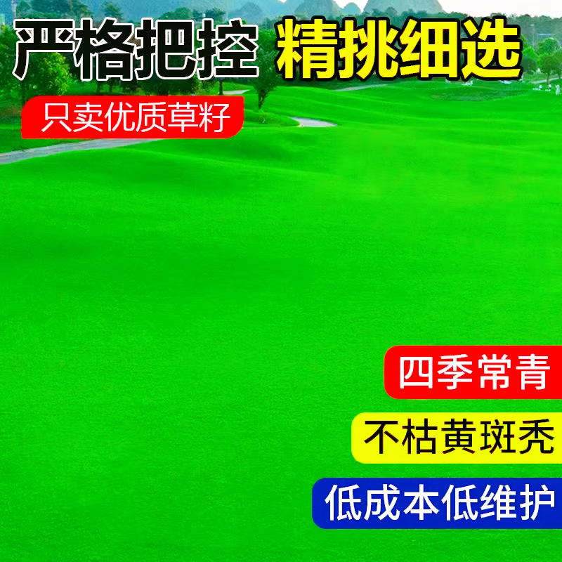 高尔夫地毯草种籽四季长青免修剪耐践踏草坪草籽高档矮生草皮种子 - 图2