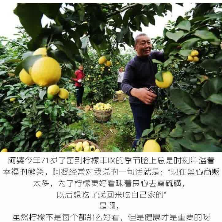  生香范代用/花草茶