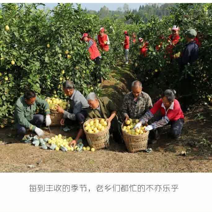  生香范代用/花草茶