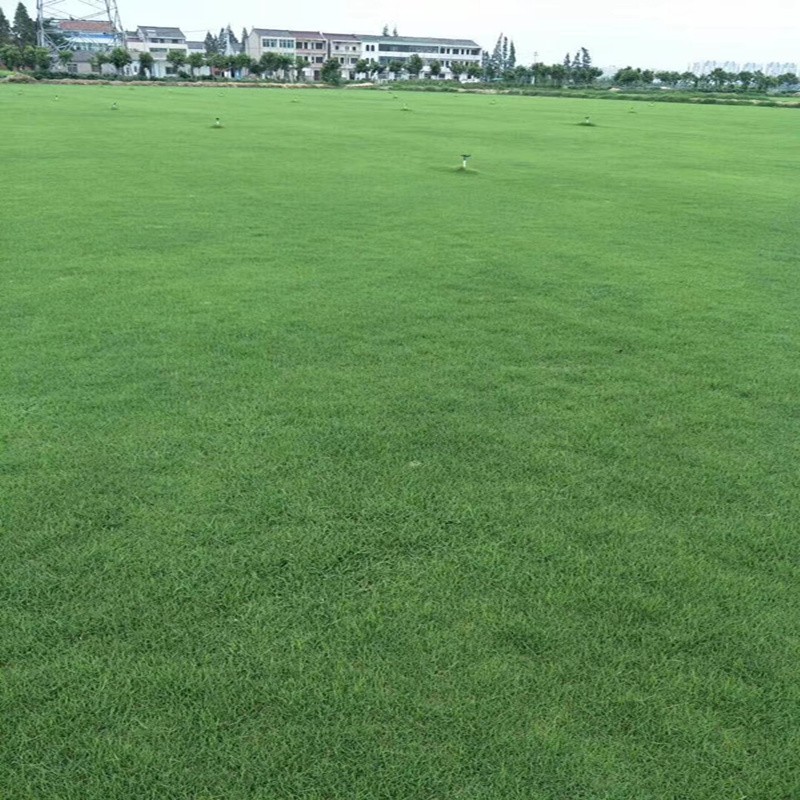 结缕草种子兰引三号草坪种子四季长青结缕草多年生匍匐型禾草草籽 - 图1