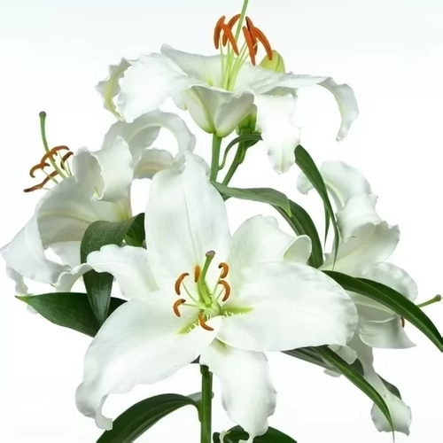 百合花种球香水百合四季耐寒好养活植物室内外带牙花苗盆栽花种子 - 图3