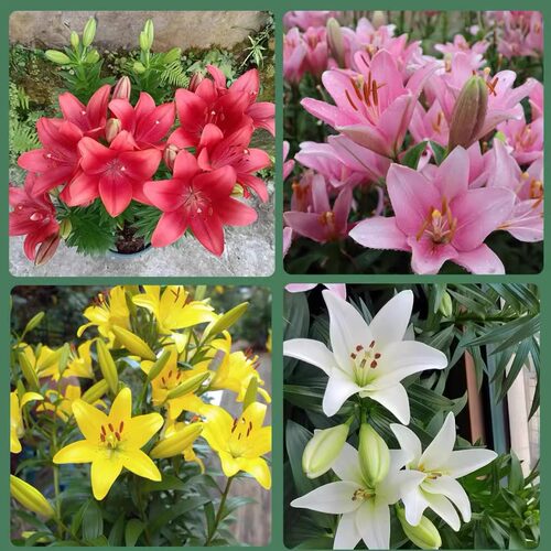百合花种球香水百合四季耐寒好养活植物室内外带牙花苗盆栽花种子 - 图2