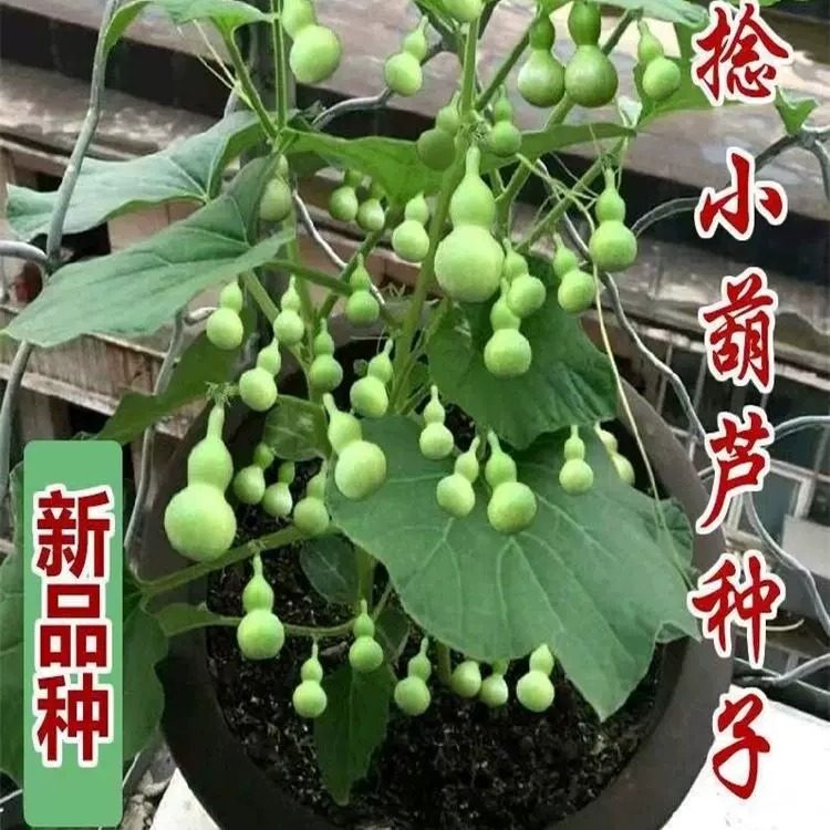 手捻小葫芦种子四季播种观赏阳台庭院爬藤文玩葫芦种籽盆栽花种籽,淘宝优惠券,粉丝福利购,淘宝优惠卷