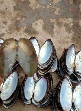 Mussel shell large and mediumsized decorative shell pieces