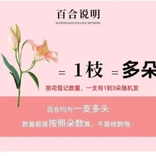 粉香水百合鲜花云南昆明基地直发直批办公室家庭水养瓶插鲜切花束 - 图2