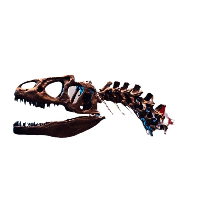 仿真恐龙化石 博物馆科普馆展览大型恐龙骨架模型 支持来图定制 - 图3