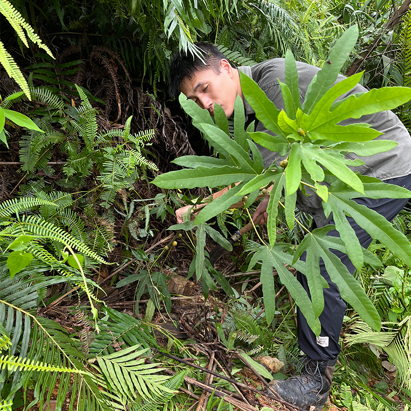 广东粤西五指毛桃根野生中药材煲汤泡酒新鲜干货土茯苓精选靓汤料 - 图2