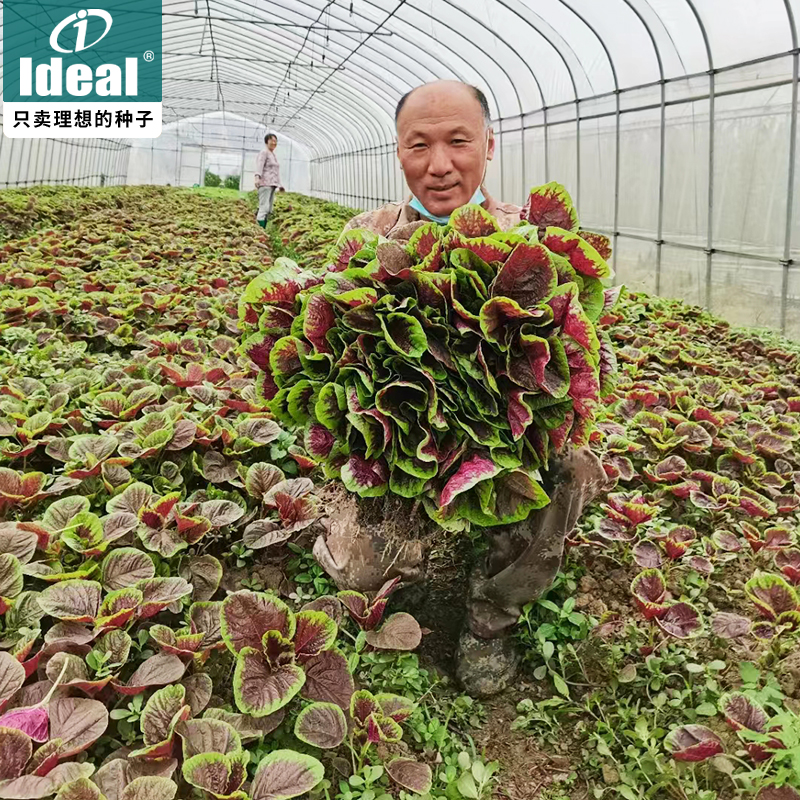 苋菜种籽老品种大圆叶全红苋菜种子四季种植农家汉菜种籽蔬菜大全 - 图3