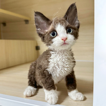 German curly owl pure black and white open face eclectic race level descent without dropping Mao Devon dog tiger spotted blue eyes young cat