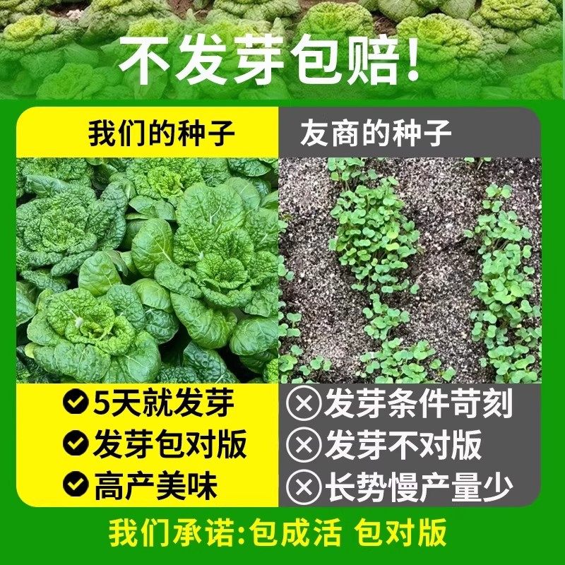 淮南黄心乌塌菜种籽菊花心菜秋季耐寒冬季蔬菜淮南雪里乌菜种子孑,淘宝优惠券,粉丝福利购,淘宝优惠卷