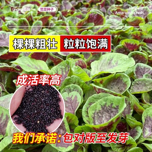 耐热易种圆叶红苋菜种子庭院种菜阳台盆栽蔬菜籽红米苋四季播种 - 图1