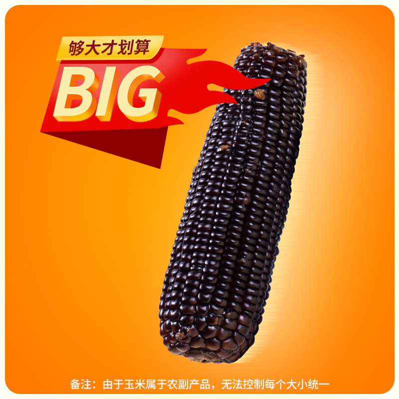 东北有机黑玉米新鲜黑糯玉米棒粗粮代餐香甜软糯粘真空包装苞米棒
