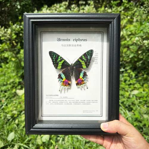 大蓝闪蝶标本蝴蝶摆件天然真昆虫稀有进口真蝴蝶情人礼物天堂凤蝶 - 图2