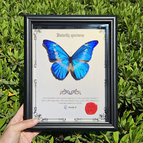 大蓝闪蝶标本蝴蝶摆件天然真昆虫稀有进口真蝴蝶情人礼物天堂凤蝶 - 图0