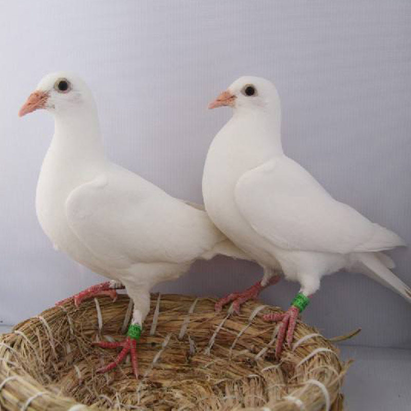 鸽子活一对原配信鸽赛鸽肉鸽观赏鸽小鸽种鸽活物鸽子苗幼鸽包活体