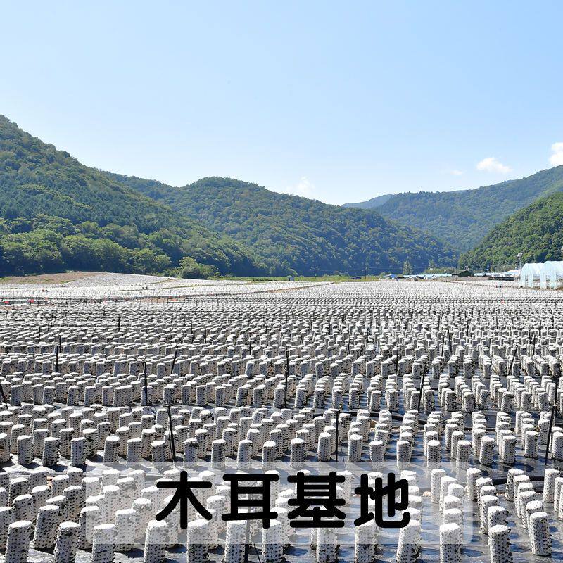  美焰山黑木耳