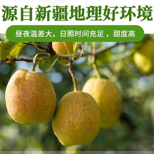 新疆库尔勒香梨全母梨子新鲜孕妇水果整箱10斤精选旗舰店包邮直发 - 图0