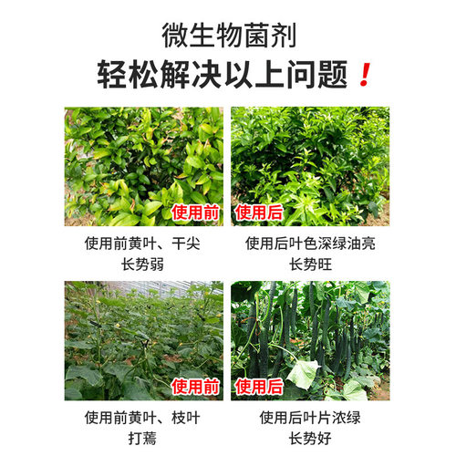 枯草芽孢杆菌农用微生物菌剂微生物菌肥土壤改良剂生物有机菌肥 - 图0