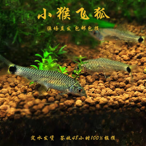 小猴飞狐黑线飞狐水草缸除黑毛藻强力除藻工具鱼一线飞狐金线活体 - 图2
